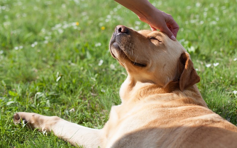 Mitos sobre los perros: Lo que todo padre de mascotas debe saber